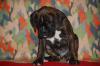 Puppies for sale Denmark, Aalborg Boxer
