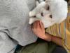 Puppies for sale Sweden, Malmo Bichon