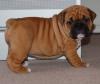 Puppies for sale Spain, Albacete Boxer