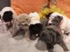 Puppies for sale Czech Republic, Brno Shar Pei
