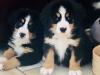 Puppies for sale Netherlands, Bergen aan Zee Bernese Mountain Dog