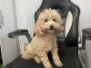 Puppies for sale Greece, Patra Toy-poodle
