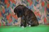 Puppies for sale Germany, Aachen Boxer