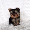 Puppies for sale Finland, Helsinki Yorkshire Terrier