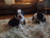 Puppies for sale United Kingdom, Chesterfield Boston Terrier
