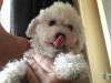 Puppies for sale Germany, Freiburg Bichon
