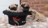 Puppies for sale Malta, Valletta Pug
