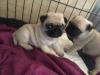 Puppies for sale Cyprus, Paphos Pug