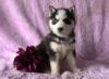 Puppies for sale Spain, Santander , siberian husky