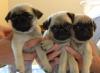 Puppies for sale Portugal, Faro Pug