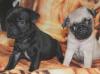 Puppies for sale Poland, Bytom Pug