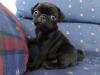 Puppies for sale Spain, Barcelona Pug