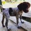 Puppies for sale USA, New York German Shorthaired Pointing Dog