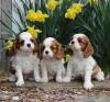 Puppies for sale Russia, Astrakhan King Charles Spaniel