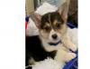 Puppies for sale Finland, Kuopio Other breed, Pembroke Welsh Corgi