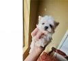 Puppies for sale Finland, Helsinki Maltese