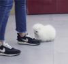 Puppies for sale Ukraine, Kirovograd Pomeranian Spitz