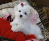 Puppies for sale Sweden, Malmo Maltese