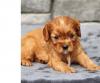 Puppies for sale Finland, Tampere Other breed, Cavalier King Charles Spaniel
