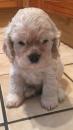 Puppies for sale Germany, Zwickau Cocker Spaniel