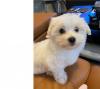 Puppies for sale Finland, Alajarvi Maltese