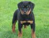 Puppies for sale Ireland, Dublin Rottweiler