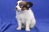 Puppies for sale Ireland, Dublin Pekinese