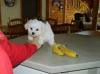 Puppies for sale Ireland, Dublin Maltese