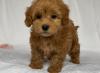 Puppies for sale Ireland, Dublin Toy-poodle