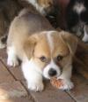Puppies for sale Germany, Zwickau Other breed