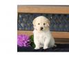 Puppies for sale Austria, Vienna Golden Retriever