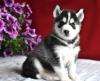 Puppies for sale Finland, Oulu Other breed, Siberian Husky 