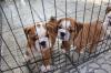 Puppies for sale Germany, Zwickau English Bulldog