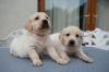 Puppies for sale Hungary, Budapest Golden Retriever