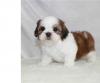 Puppies for sale Ireland, Dublin Shih Tzu
