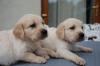 Puppies for sale Sweden, Stockholm Golden Retriever