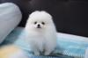 Puppies for sale Sweden, Malmo Pomeranian Spitz