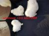 Puppies for sale Estonia, Sillamyae Pomeranian Spitz