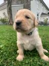 Puppies for sale Ireland, Dublin Golden Retriever