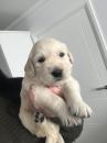 Puppies for sale Germany, Dortmund Golden Retriever