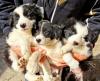 Puppies for sale Ireland, Dublin Border Collie
