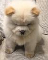 Puppies for sale Ireland, Dublin Chow Chow