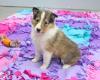 Puppies for sale Ireland, Dublin Collie