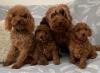 Puppies for sale Ireland, Cork Mixed breed, Cockapoo
