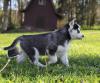 Puppies for sale Germany, Baden-Baden , Siberian Husky