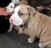 Puppies for sale Denmark, Aarhus American Pit-Bull Terrier