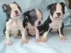 Puppies for sale Sweden, Stockholm Boston Terrier