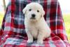 Puppies for sale Spain, Cordoba Golden Retriever