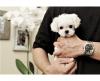 Puppies for sale Spain, Burgos Maltese