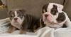 Puppies for sale Hungary, Gyor English Bulldog, English Bulldog puppies available